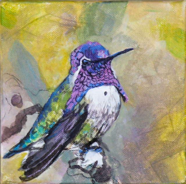 Costa's Hummingbird